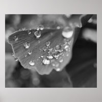 Ginkgo Pflanze Poster