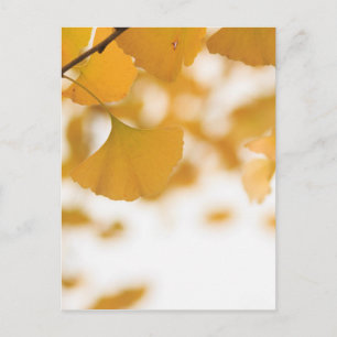 Ginkgo Postkarte