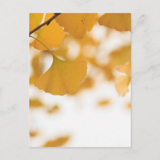 Ginkgo Postkarte