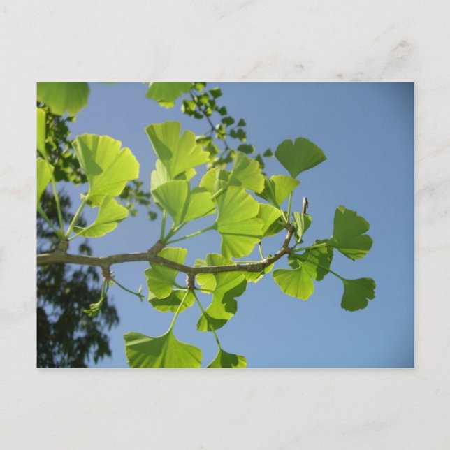 Ginkgo Postkarte (Vorderseite)