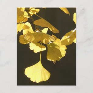 Ginkgo Sonnige Herbstblätter DIY-Postkarte Feiertagspostkarte