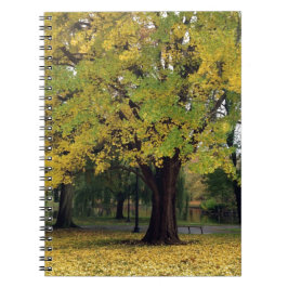 Ginkgo Tree im Fall Notizblock