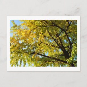 Ginkgo Tree: Japan Postkarte