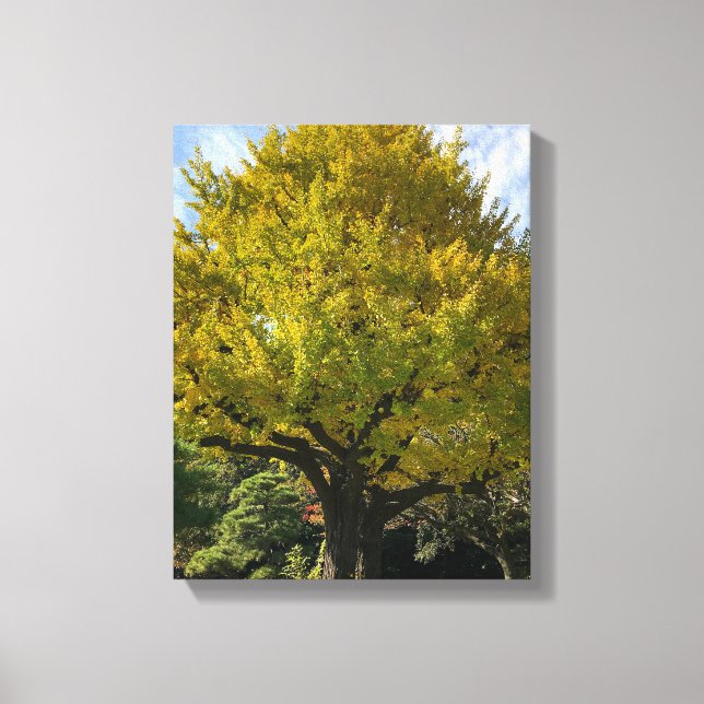 Ginkgo Tree of Golden Yellow Leinwanddruck (Vorderseite)
