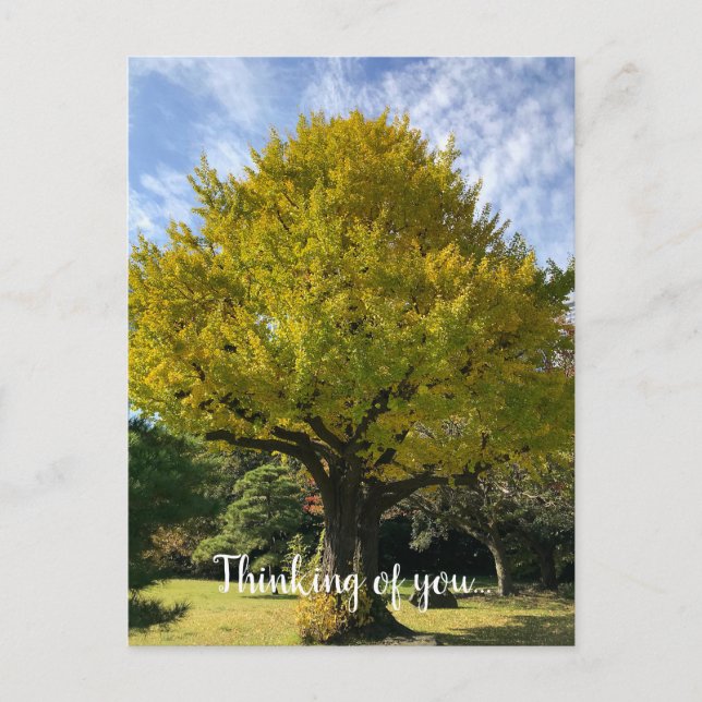 Ginkgo Tree of Golden Yellow Postkarte (Vorderseite)