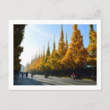 Ginkgo Trees, Icho Namiki Avenue: Tokio