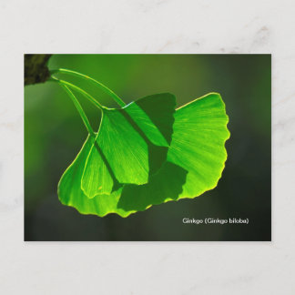 Ginkgobaum (Ginkgo biloba) Postkarte