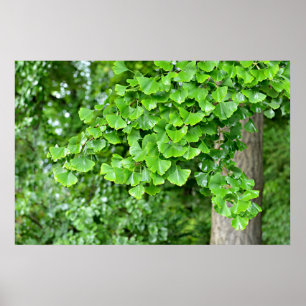Ginkgobaum mit nassen Blättern Poster