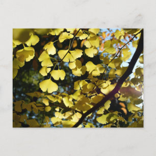 Ginkgoblätter im Herbst: Japan Postkarte