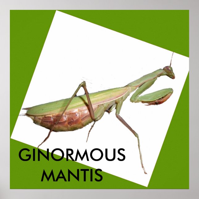 GINORMOUS MANTIS POSTER (Vorne)