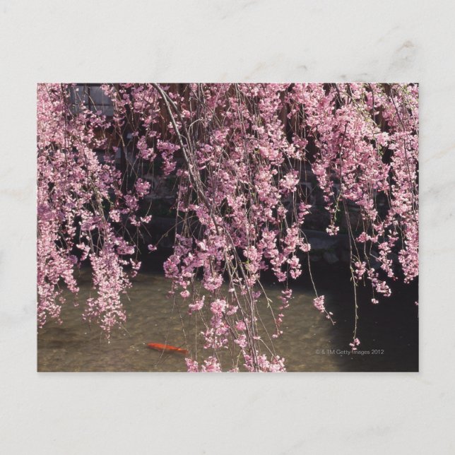 Gion, Präfektur Kyoto, Japan Postkarte (Vorderseite)