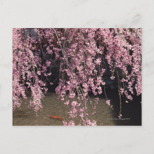 Gion, Präfektur Kyoto, Japan Postkarte