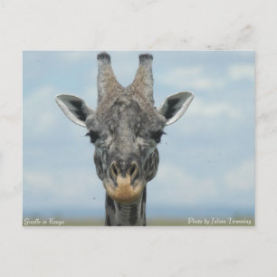 Girafe in Kenia Postkarte