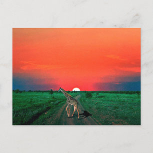 Girafe in Serengeti - Sunset Feiertagspostkarte