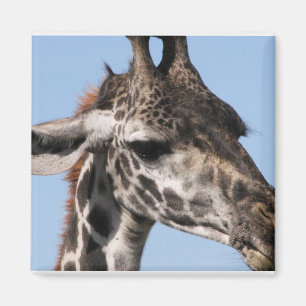 giraff Magnet