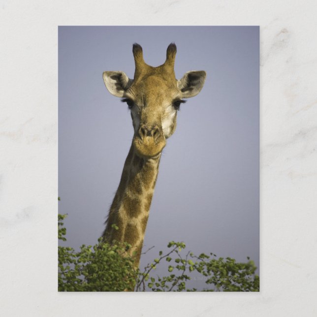 (Giraffa camelopardalis), Kamera, in Postkarte (Vorderseite)