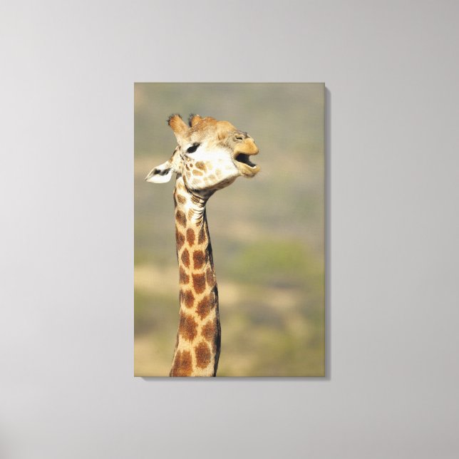 Giraffa (Giraffa camelopardalis) Leinwanddruck (Vorderseite)