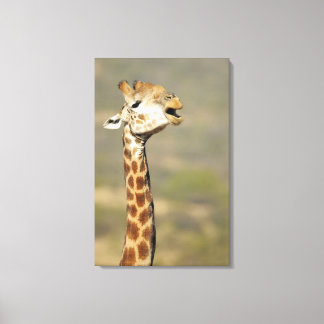 Giraffa (Giraffa camelopardalis) Leinwanddruck