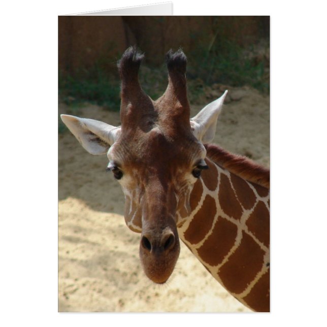 Giraffe (Vorne)