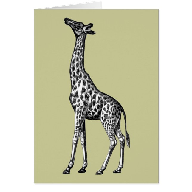 Giraffe (Vorne)