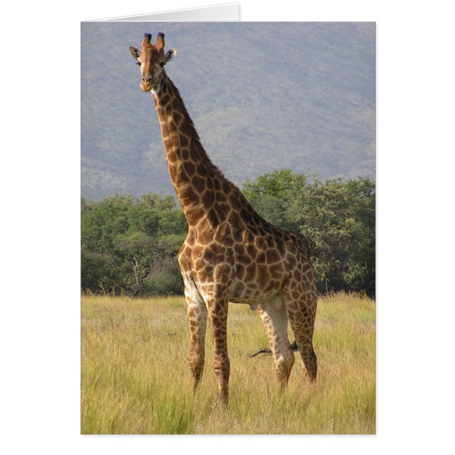Giraffe (Vorne)
