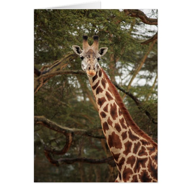 Giraffe (Vorne)