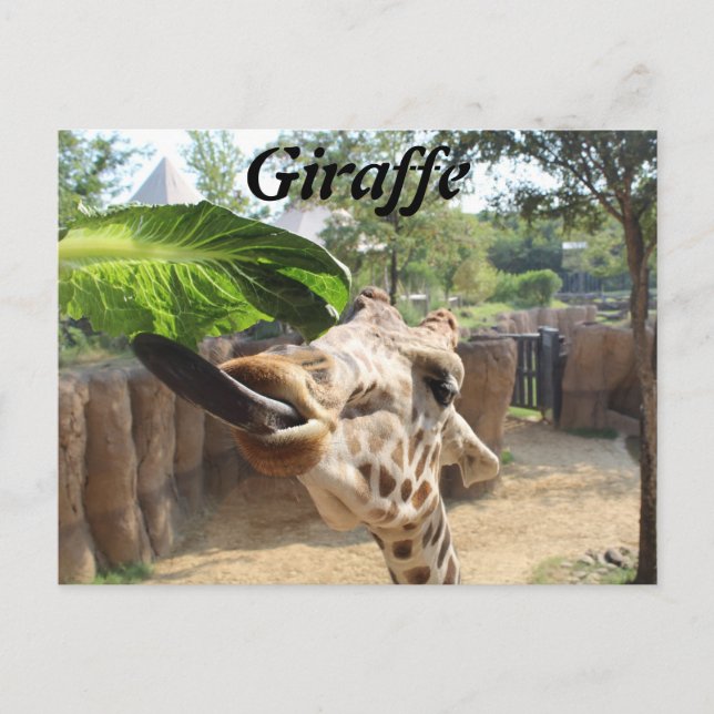 Giraffe # 14 postkarte (Vorderseite)