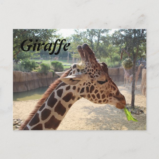 Giraffe # 18 postkarte (Vorderseite)