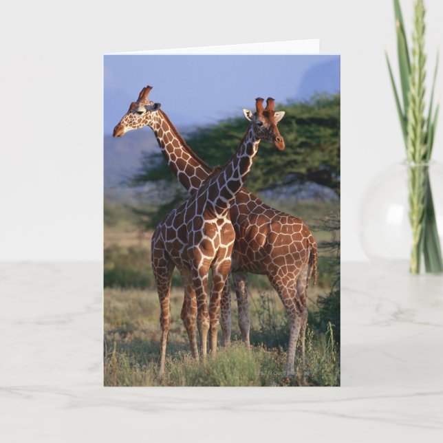 Giraffe 2 karte (Vorderseite)