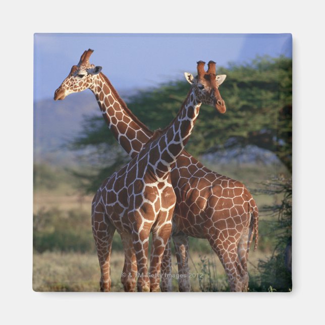 Giraffe 2 magnet (Vorne)