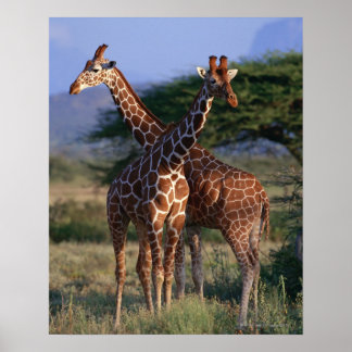 Giraffe 2 poster