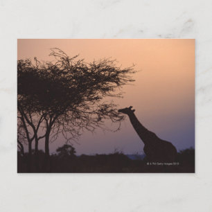 Giraffe 2 postkarte