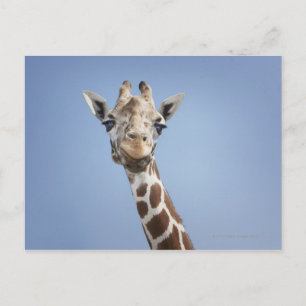 Giraffe 2 postkarte