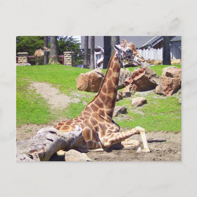 Giraffe #3 Postkarte (Vorderseite)