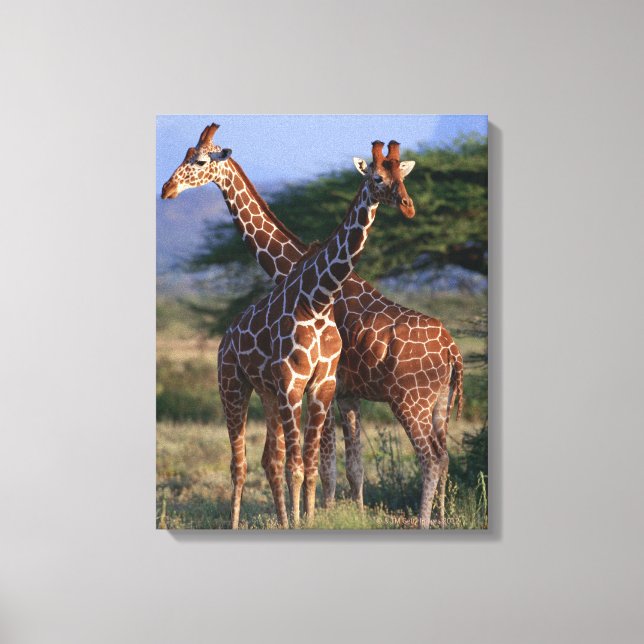 Giraffe 4 leinwanddruck (Vorderseite)