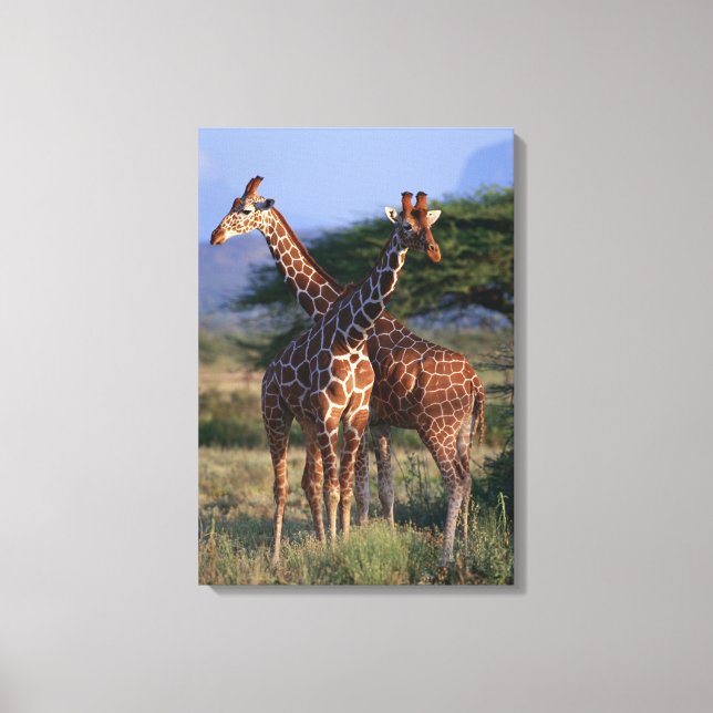 Giraffe 4 leinwanddruck (Vorderseite)