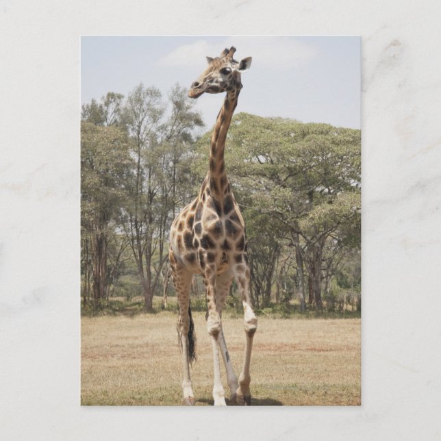 Giraffe 5 postkarte (Vorderseite)