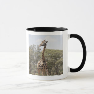 Giraffe 5 tasse