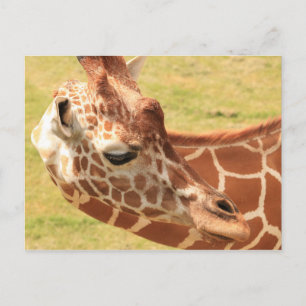 Giraffe #6 postkarte
