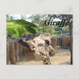 Giraffe # 8 postkarte