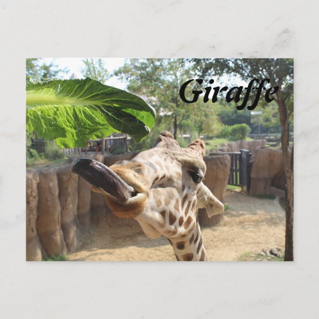 Giraffe # 8 postkarte (Vorderseite)