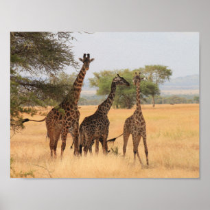 Giraffe Africa Animal Pattern Destiny's Destiny Poster