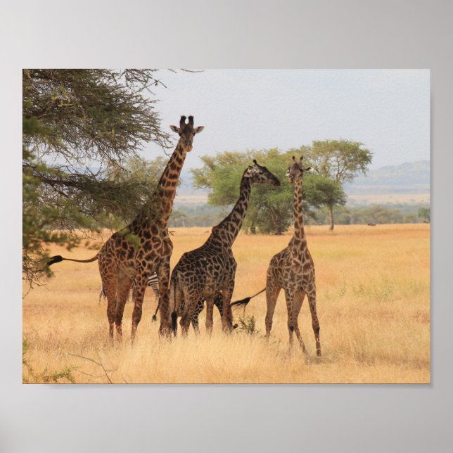 Giraffe Africa Animal Pattern Destiny's Destiny Poster (Vorne)