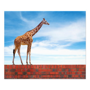 Giraffe an der Wand Fotodruck