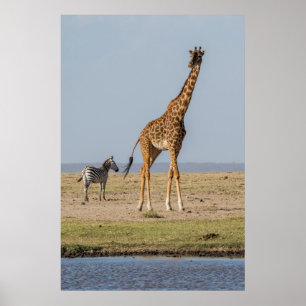 Giraffe an einer Wasserstelle Poster