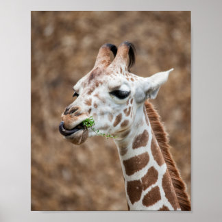 Giraffe aß Gras Poster
