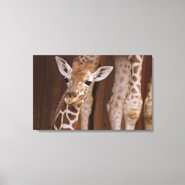 Giraffe auf Leinwand (Vorderseite)