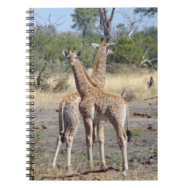Giraffe Babies Spiralheft/Zeitschrift Notizblock (Vorderseite)