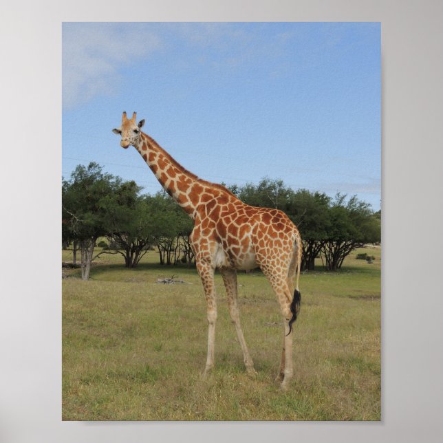 Giraffe bei Fossil Rim Poster (Vorne)