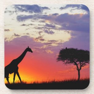 Giraffe bei Sonnenaufgang silhouettiert, Giraffa Getränkeuntersetzer